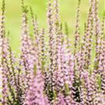 Calluna vulgaris Gardengirls® 'Rena'