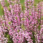 Calluna vulgaris Gardengirls® 'Rena'