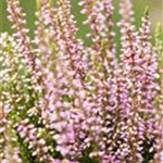 Calluna vulgaris Gardengirls® 'Rena'