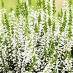 Calluna vulgaris Gardengirls® 'Alicia'(s)