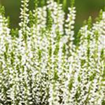 Calluna vulgaris Gardengirls® 'Alicia'(s)