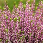 Calluna vulgaris Gardengirls® 'Amethyst'