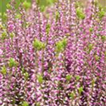 Calluna vulgaris Gardengirls® 'Amethyst'