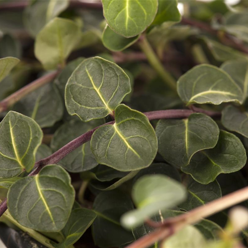 Mitchella repens