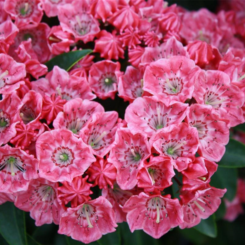 Kalmia latifolia 'Carol'