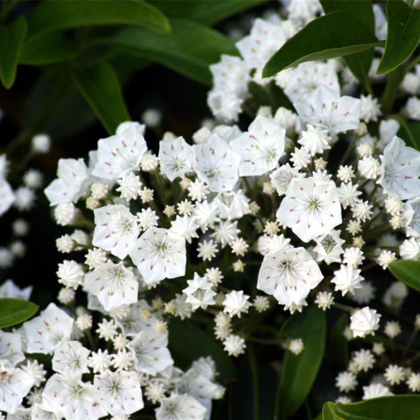 Kalmia latifolia 'Elf'