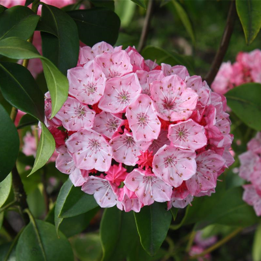 Kalmia latifolia 'Heart of Fire'