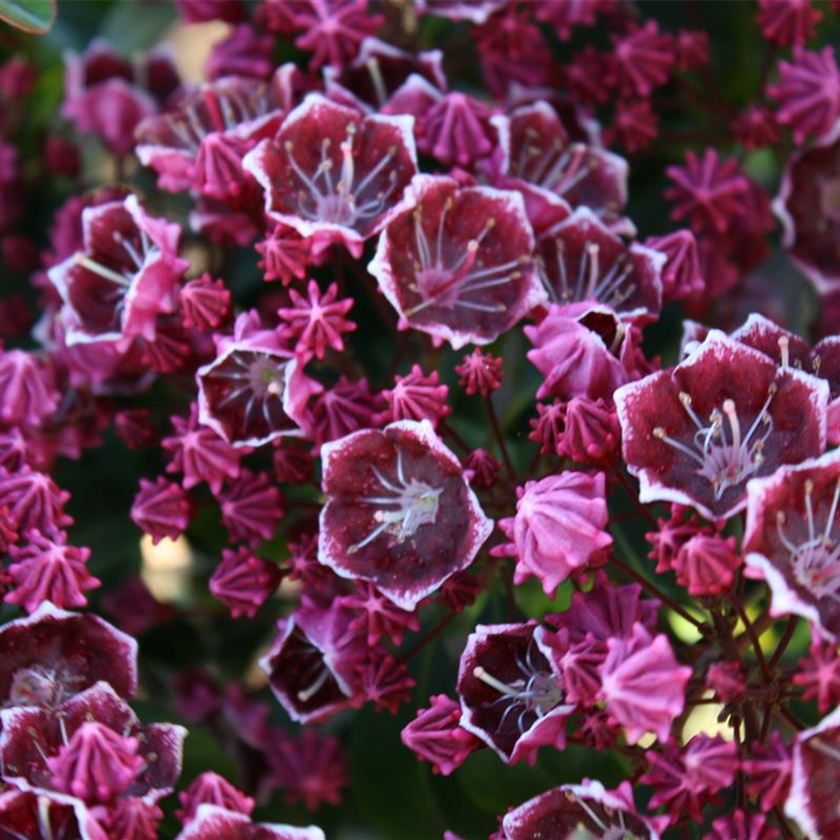 Kalmia latifolia 'Kaleidoskop'