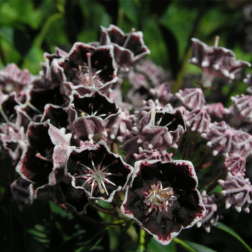 Kalmia latifolia 'Mitternacht'