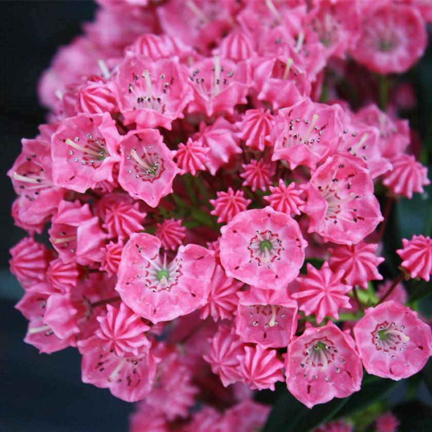 Kalmia latifolia 'Nancy'