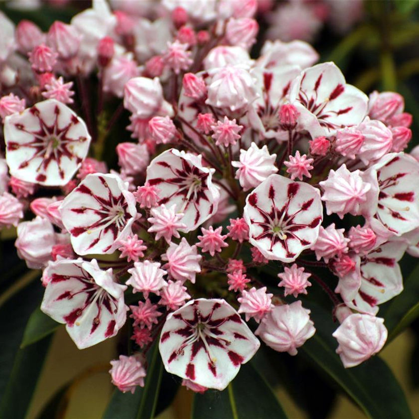 Kalmia latifolia 'Peppermint'