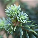 Abies balsamea 'Piccolo'