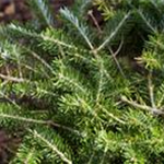 Abies balsamea 'Piccolo'