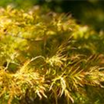 Acer palmatum 'Dissectum'