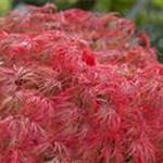 Acer palmatum 'Dissectum'