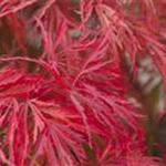 Acer palmatum 'Dissectum'