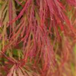 Acer palmatum 'Dissectum'