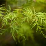 Acer palmatum 'Emerald Lace'