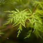 Acer palmatum 'Emerald Lace'