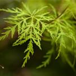 Acer palmatum 'Emerald Lace'