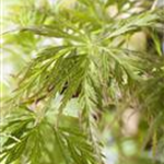 Acer palmatum 'Emerald Lace'