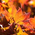 Acer palmatum 'Fireglow'