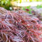 Acer palmatum 'Dissectum Garnet'