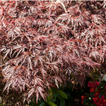 Acer palmatum 'Dissectum Garnet'