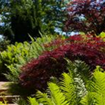 Acer palmatum 'Dissectum Garnet'