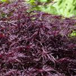 Acer palmatum 'Dissectum Garnet'