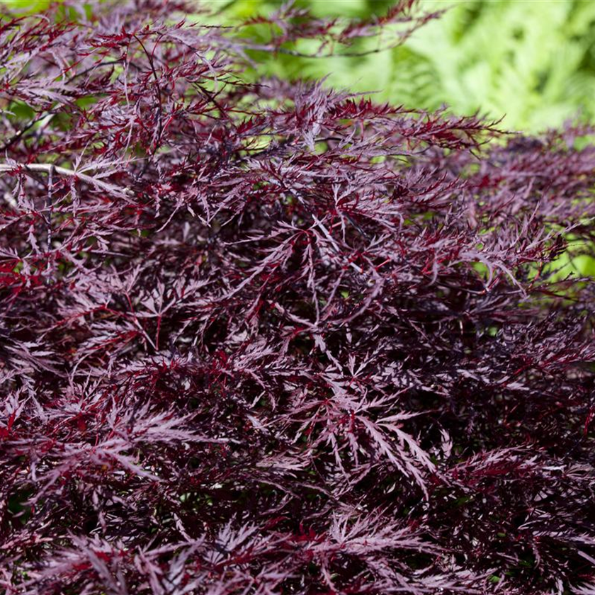 Acer palmatum 'Firecracker'®