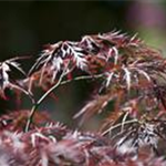 Acer palmatum 'Dissectum Garnet'