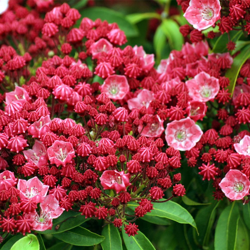 Kalmia latifolia 'Sarah'