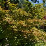 Acer palmatum 'Osakazuki'