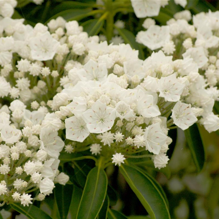 Kalmia latifolia 'Snowdrift'