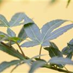 Acer palmatum 'Mikawa Yatsubusa'