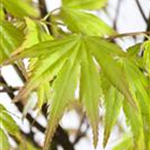 Acer palmatum 'Orange Dream'