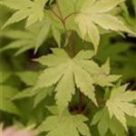 Acer palmatum 'Orange Dream'