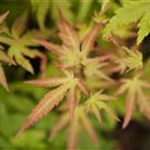 Acer palmatum 'Orange Dream'