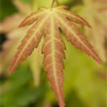 Acer palmatum 'Orange Dream'