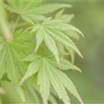 Acer palmatum 'Orange Dream'