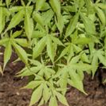 Acer palmatum 'Osakazuki'