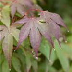 Acer palmatum 'Osakazuki'