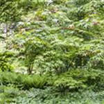 Acer palmatum 'Osakazuki'