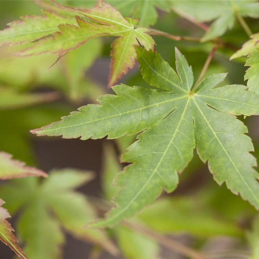 Acer palmatum 'Sangokaku'