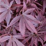 Acer palmatum 'Shaina'