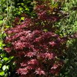 Acer palmatum 'Shaina'