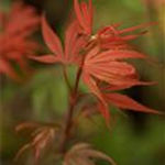 Acer palmatum 'Shaina'