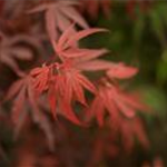 Acer palmatum 'Shaina'