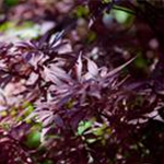 Acer palmatum 'Shaina'